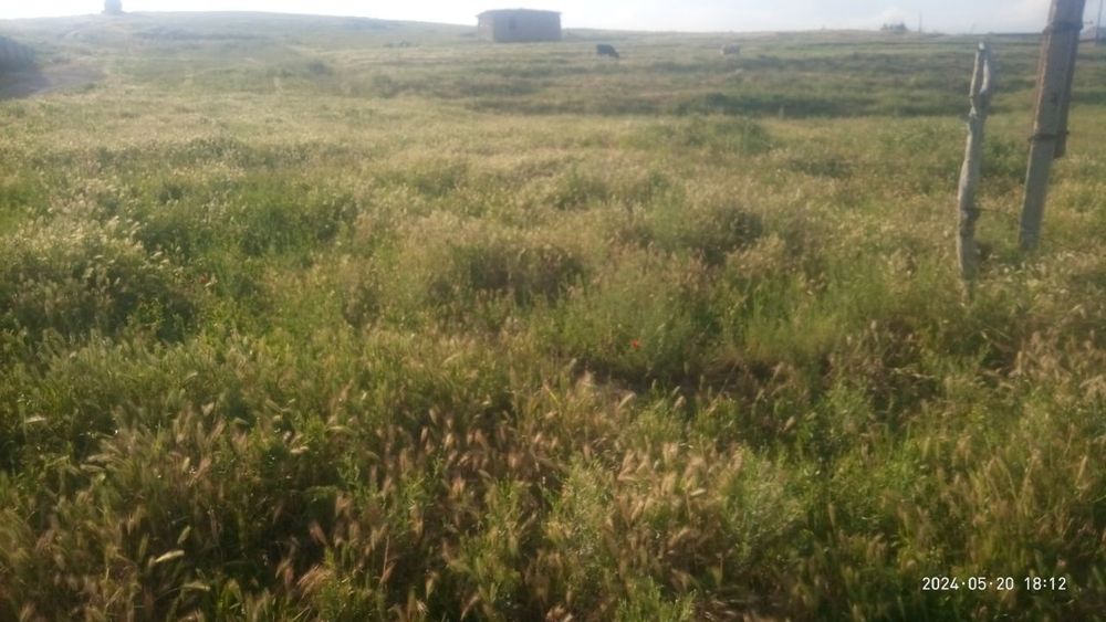 Yes uchaska sotiladi