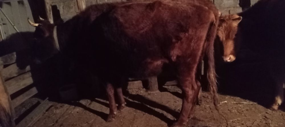 Продается корова