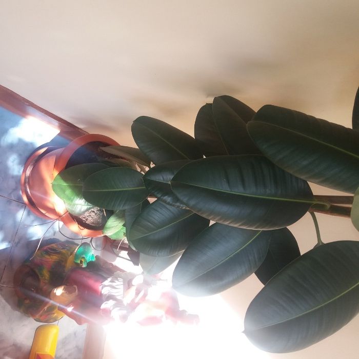 Ficus 2.5 m inaltime, are varful taiat