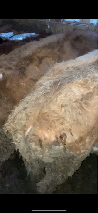 Быки бұха сатылады