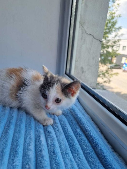 Дарю в добрые и ответственные руки