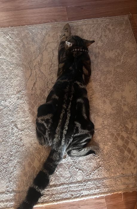 Отдам Кота в хорошие руки