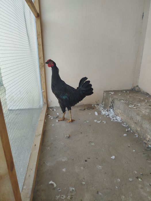 Mashhur porno rasmlar yuklab olish