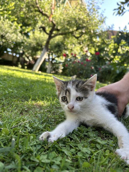 Ofer pisicute spre adoptie