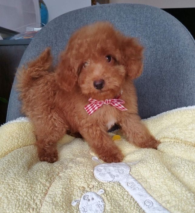 Мини пудел/Mini poodle момченце