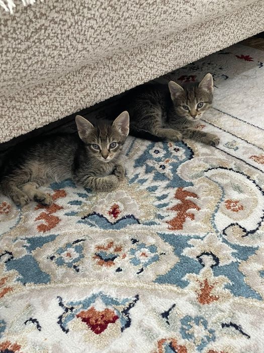 Отдам котенков даром