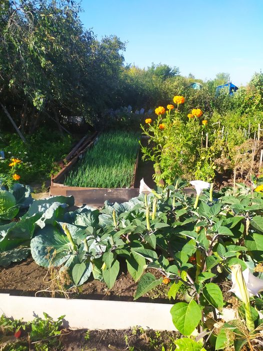 Продам дачу для души