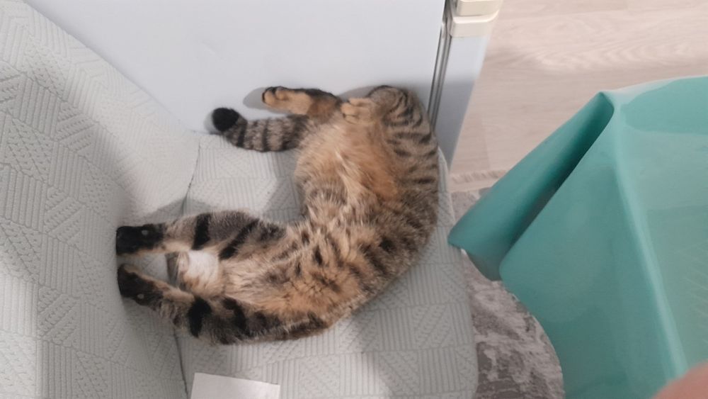 Кошка 1 годный ..