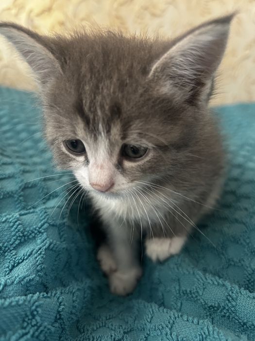 Отдам котят хорошие руки