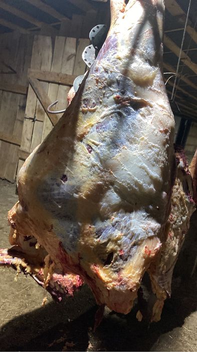 Құнажын қашардың еті семіз