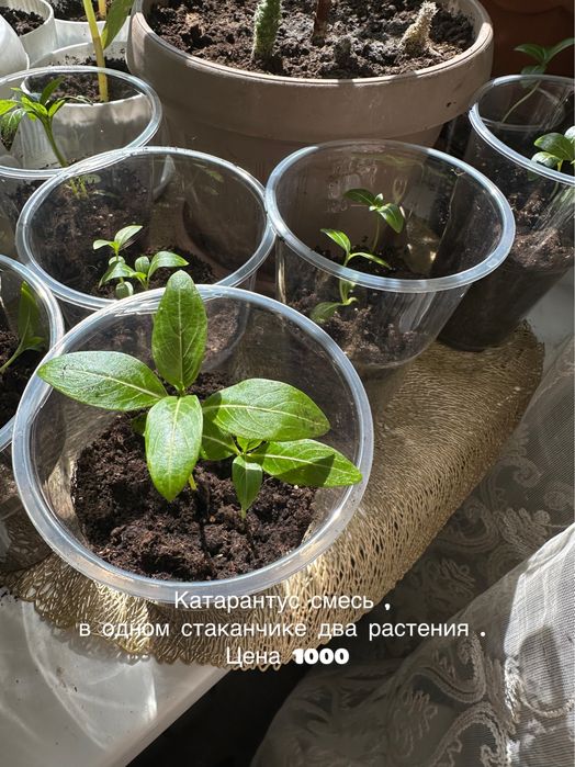 Продам комнатные цветы