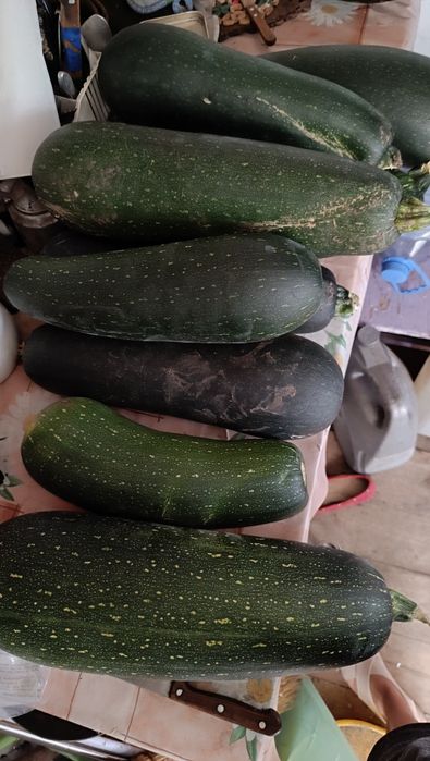 Продам кабачки . 150 ТН за кг. Свежие, с дачи.