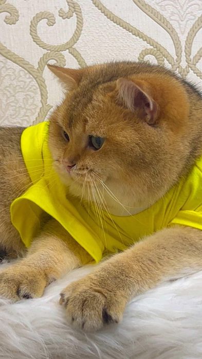 Вязка .Золотая шиншилла!