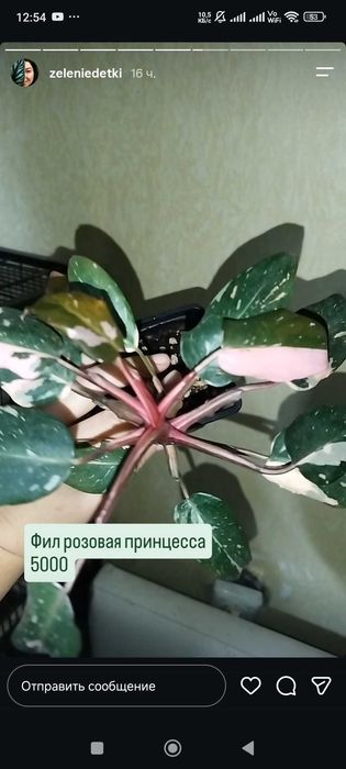 Комнатные растения