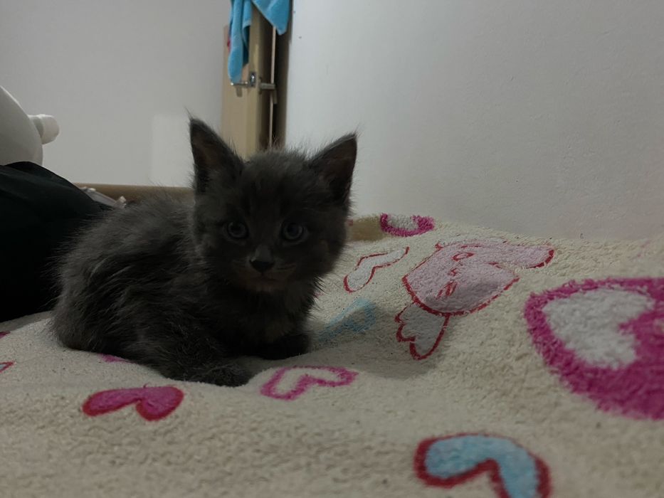 Отдам котёнка в добрые руки