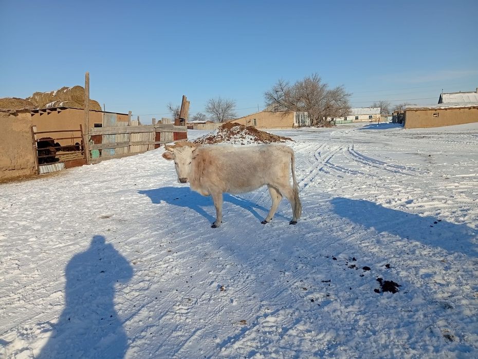 Продоется корова