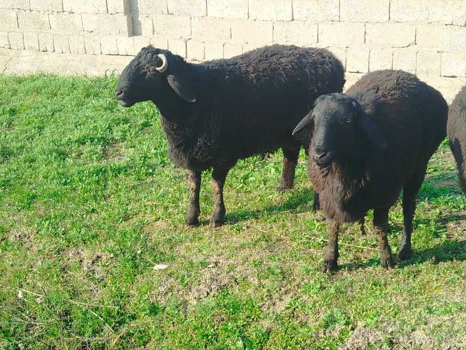 Quchqor sotiladi sogʻlom