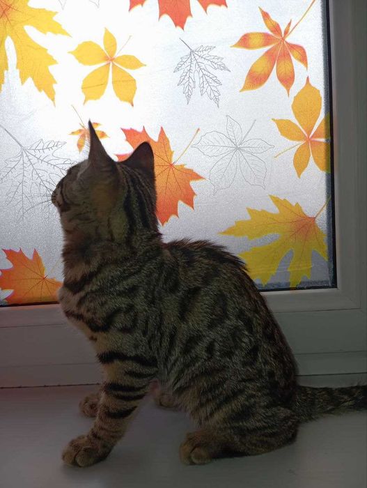 Бенгальский котенок/Бенгал