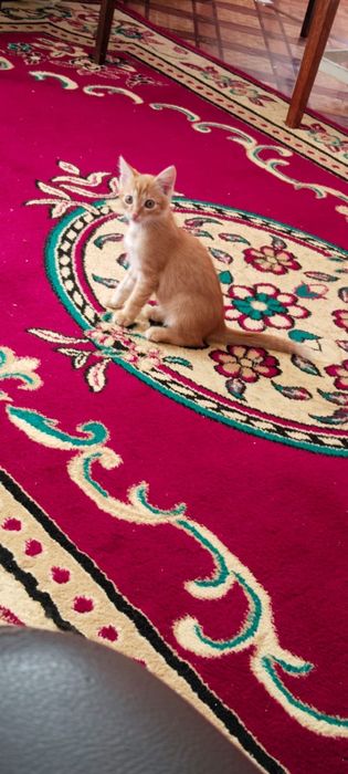 Отдам котенка в хорошие руки
