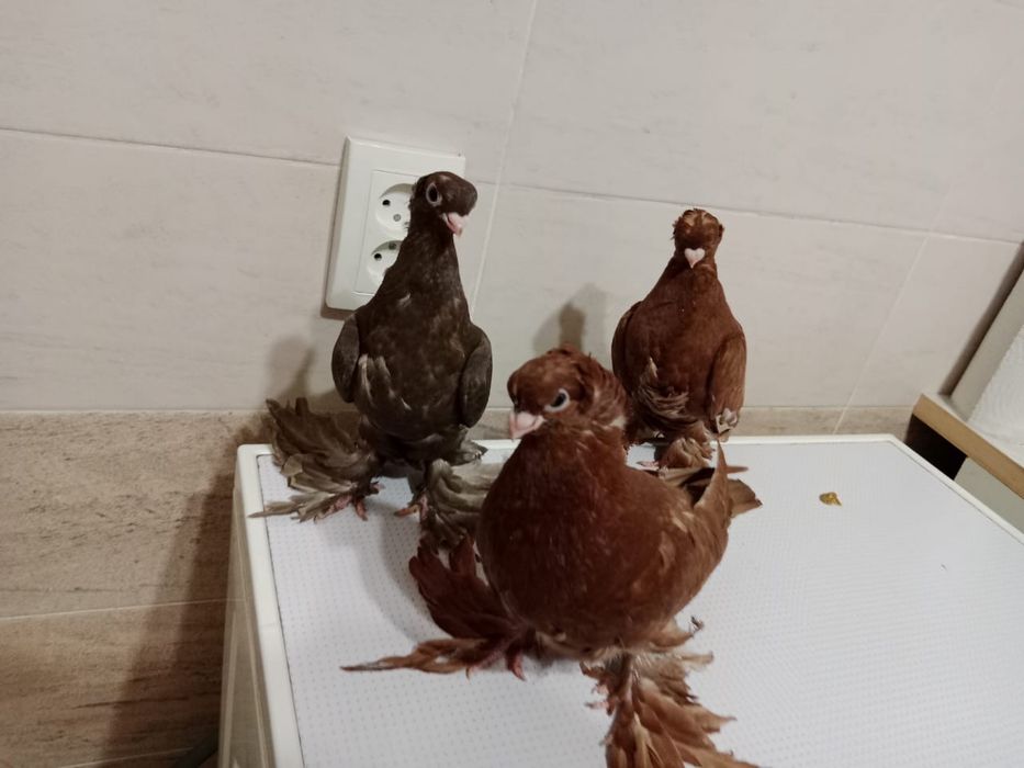 Продам   Голубей