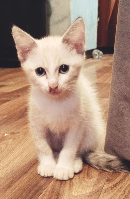 Отдам котят в хорошие руки
