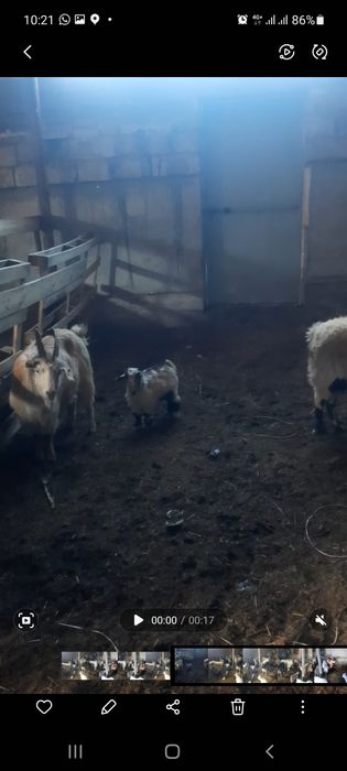 ешкі лағыме бірге, козы с козлятами