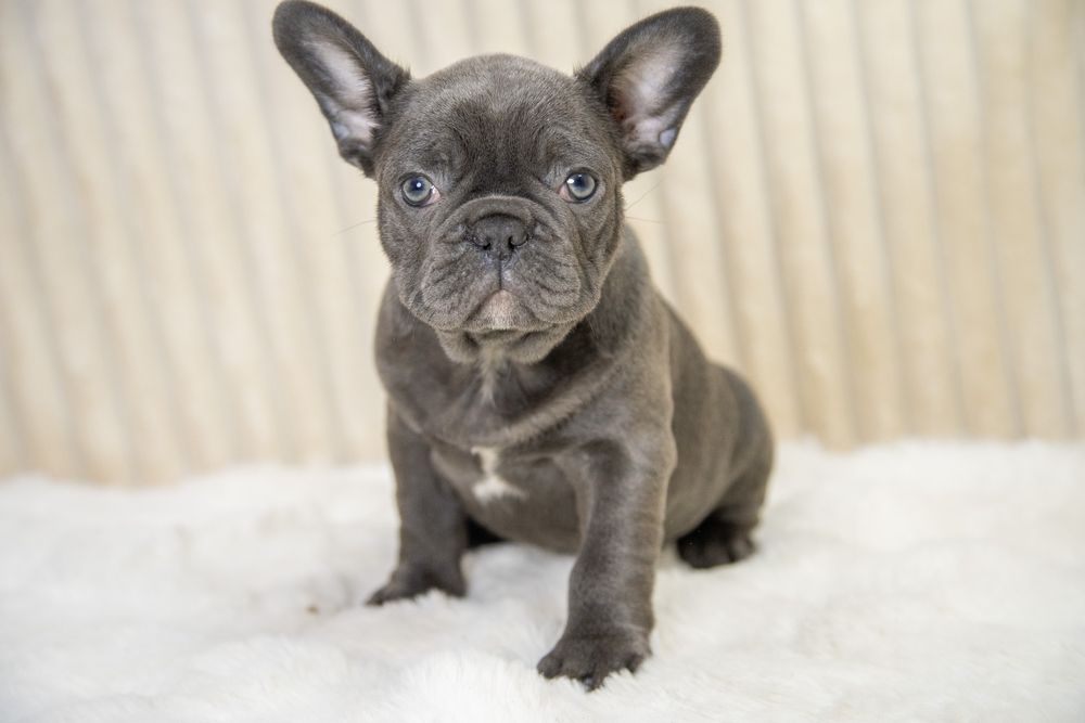 bulldog francez blue baietel