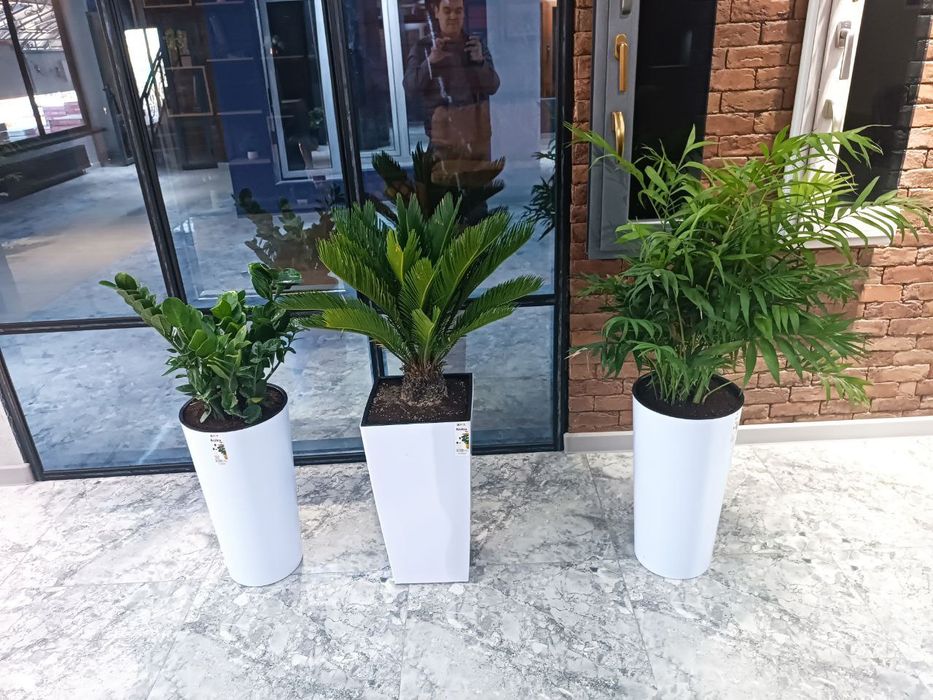 Офисные растения в горшках гуллар офис учун: 380 000 сум - Комнатные ...