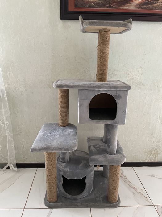 Бенгальский кот и домик