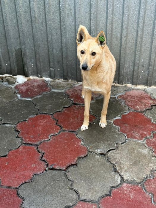 Собака на пристройство