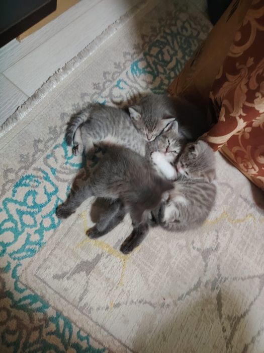 Отдаем даром домашних котят