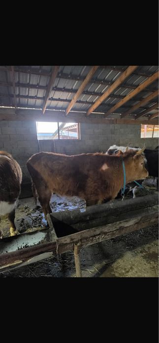 Продам корову 2.5 года