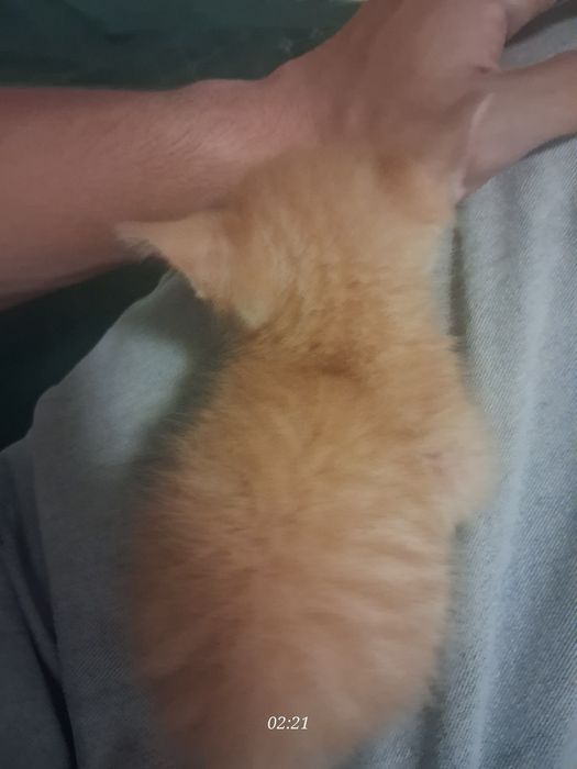 Котёнок | Кот | Питомец
