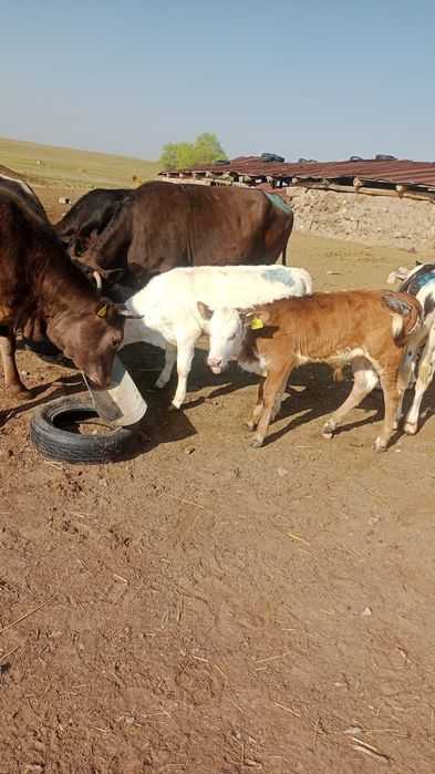 Немецкоалатуская порода