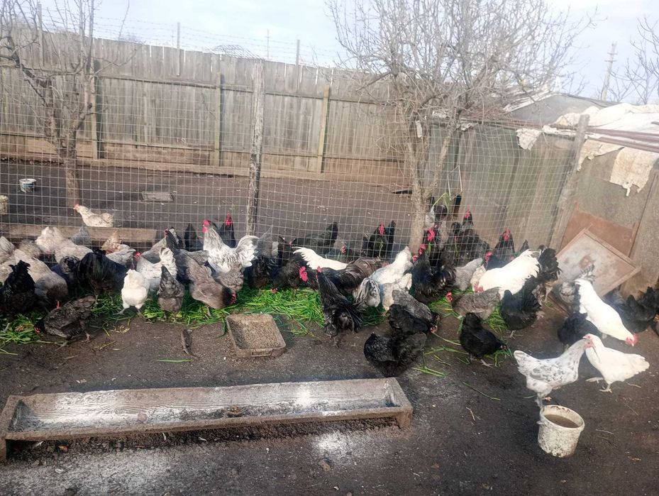 Cocosi australorp din primavara