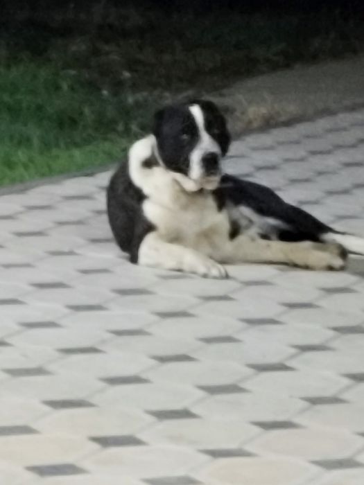 Алабай бойцовая дерзкий