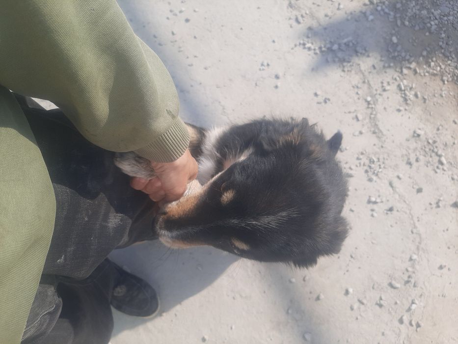 rangi qora  aqlli yaxshi it  zoti toza