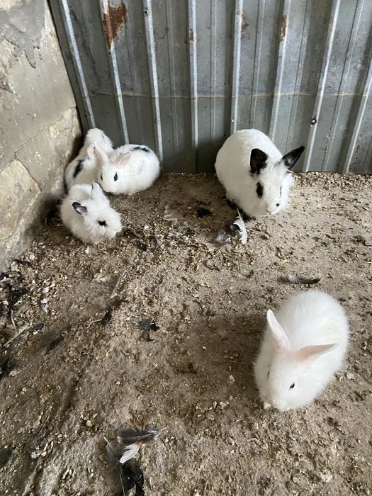 Iepuri pitici albi cu negru pui si maturi