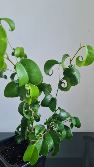 Продам Фикус Барок