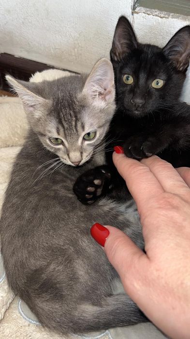 Отдам даром котят