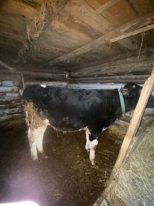 Продам бычка Ангус