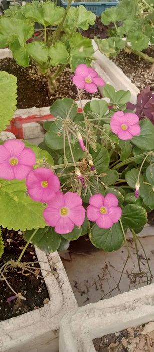 Кислица(оксалис) несколько видов.