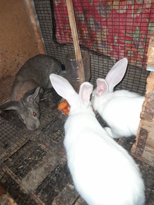 Quyon aralash 170min kelishamiz 4yarim oyli