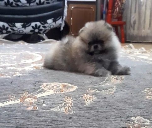 Мини шпиц девочка