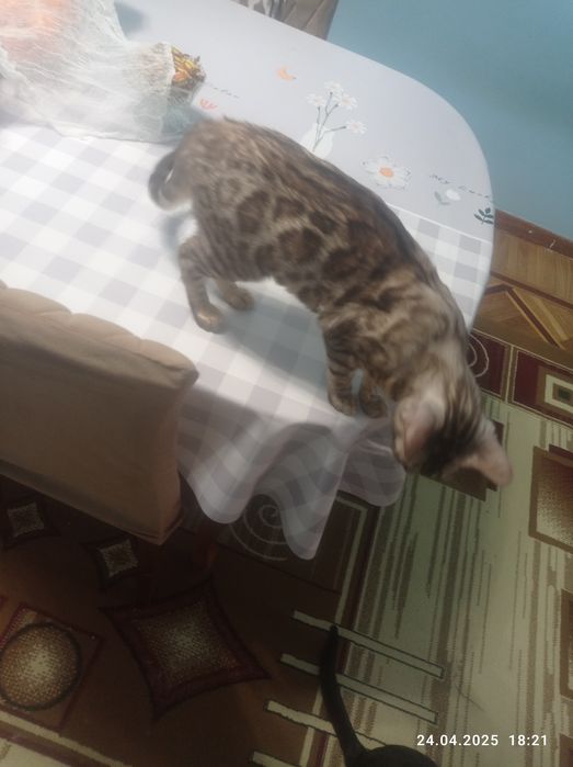 Кошка Бенгальский