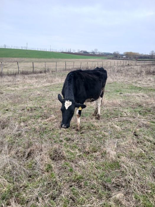 Vând doua juninci gestante 16.000 lei