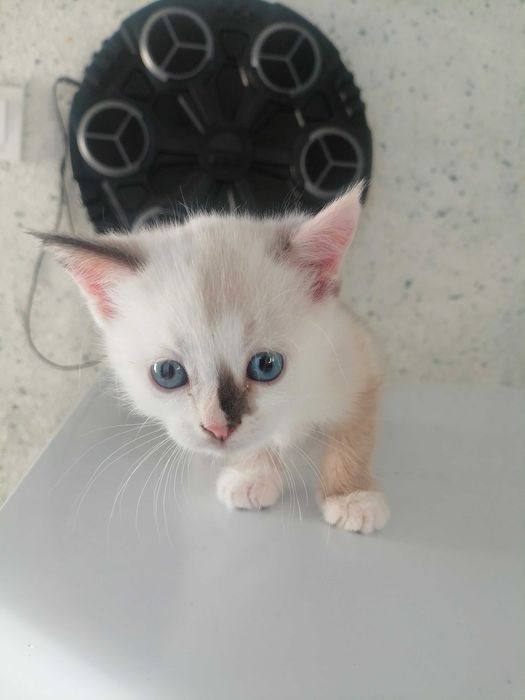 Котенок 1 месяц бесплатно