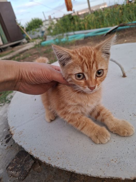Отдам котят  в хорошие руки