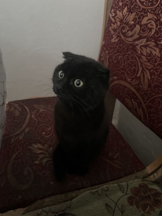 кошка прадам 15000