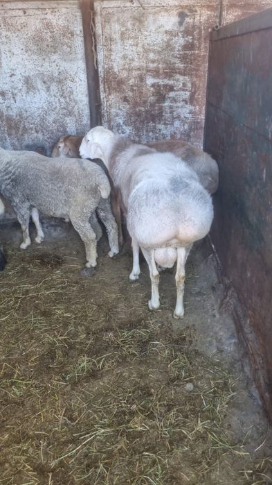Продам баран производителей.
